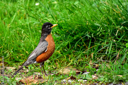American Robin with Grassy Background