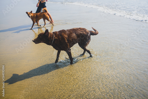 A brown dog at the beach after a bath.