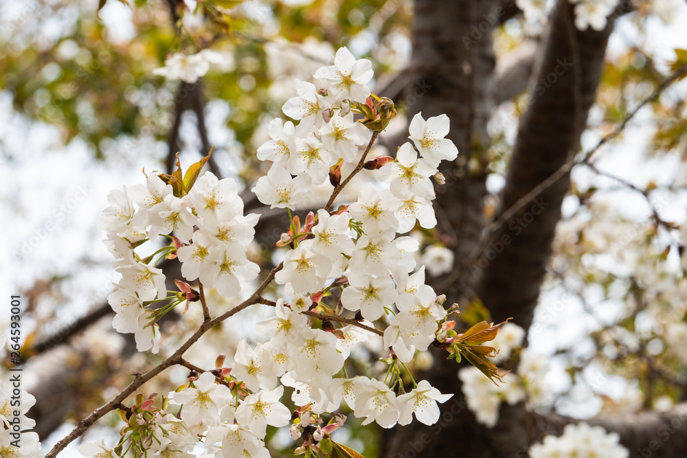 Cherry blossom in spring for background or copy space for text Cherry blossom in spring for background or copy space for text