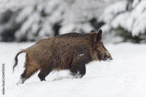 Wild boar, Sus scrofa, Germany, Europe