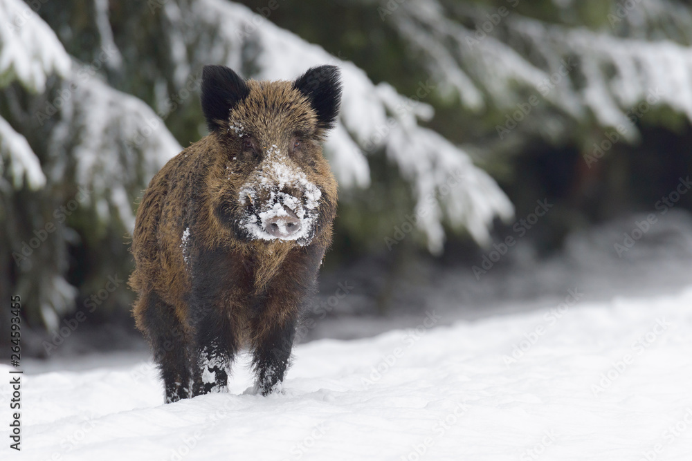 Wild boar, Sus scrofa, Germany, Europe Wild boar, Sus scrofa, Germany, Europe