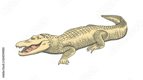 Hand drawn graphics, crocodile, alligator, croc. Engraving, stencil style. Colourful logo, sign, emblem, symbol. Stamp seal. Simple illustration. Sketch. © Маргарита Федоренко