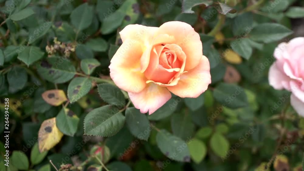 Peachy pink garden rose surrounded by green leaves, Close Up Peachy pink garden rose surrounded by green leaves, Close Up