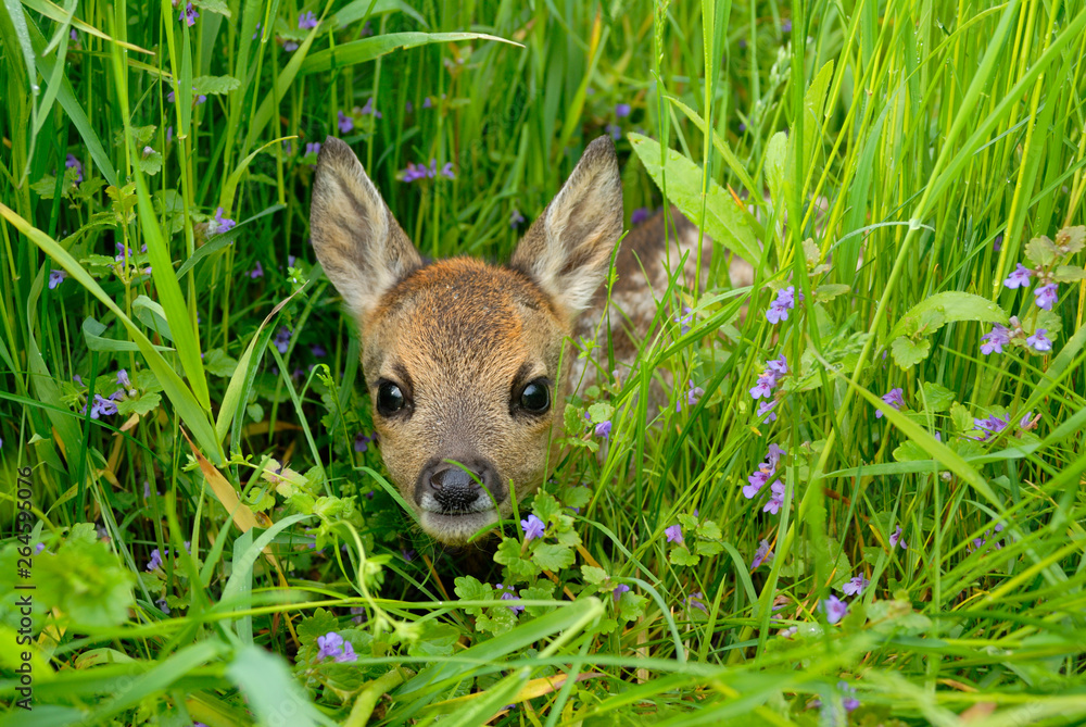 Western roe deer in meadow, Fawn, Germany, Europe - obrazy, fototapety, plakaty 