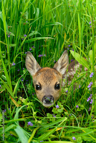 Western roe deer in meadow, Fawn, Germany, Europe
