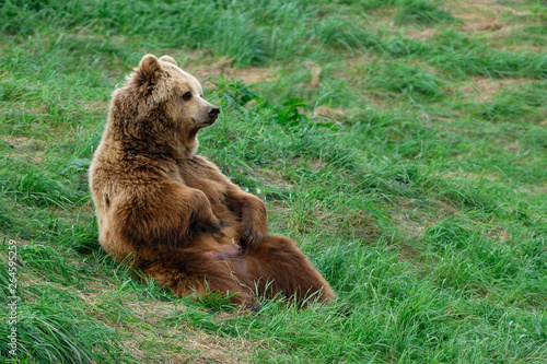 European Brown Bear, Bavarian Forest National Park, Bavaria, Germany, Europe