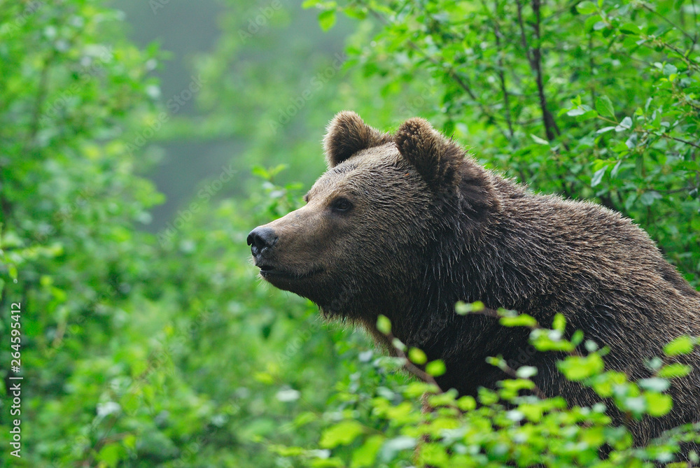 European Brown Bear, Europe