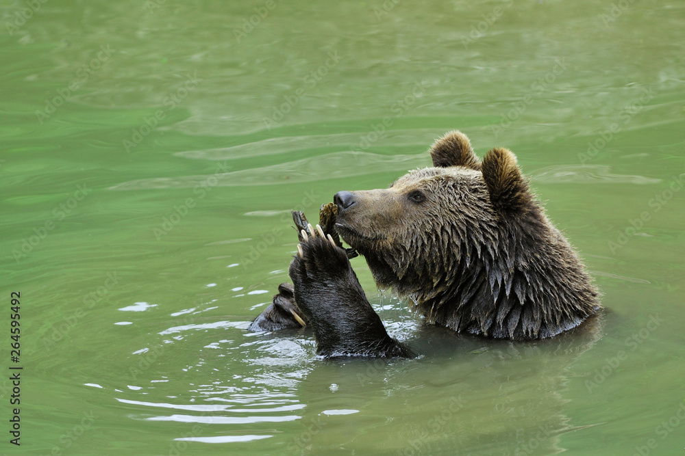 European brown bear in pond, Europe European brown bear in pond, Europe