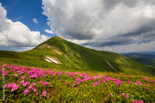 Mountain spring panorama with blooming rhododendron rue flowers and patches of snow under blue cloudy sky.