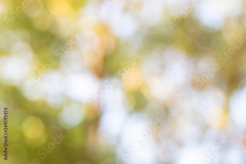 Blur of green leaves and orange leaves   Bokeh nature background.