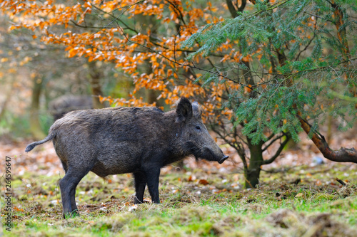 Wild boar (Sus scrofa), Tusker, Germany, Europe