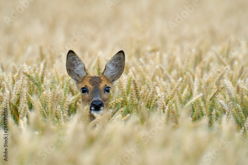 Wallpaper Mural Western roe deer (Capreolus capreolus) in corn field, Germany, Europe Torontodigital.ca