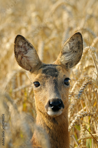 Wallpaper Mural Western roe deer in corn field, Germany, Europe Torontodigital.ca