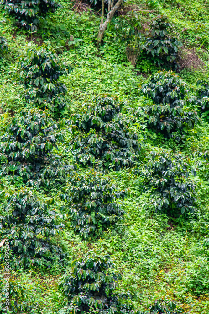 coffee bushes on hillside