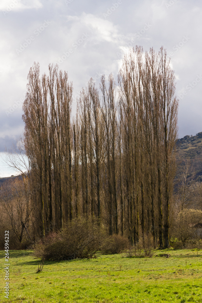 Barrera o linea de chopos invernales en paisaje primaveral de pradera verde Barrera o linea de chopos invernales en paisaje primaveral de pradera verde