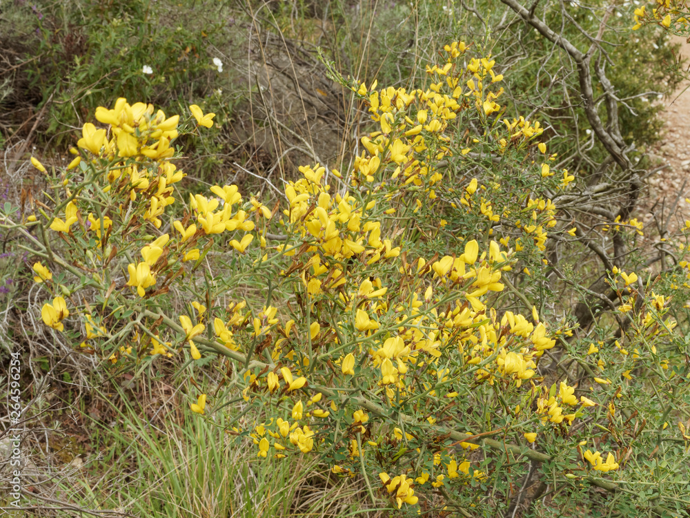 Arbrisseau Aux Fleurs Jaunes à La Fin De L Hiver Ulex parviflorus - Ajonc de Provence, arbrisseau de garrigue aux tiges