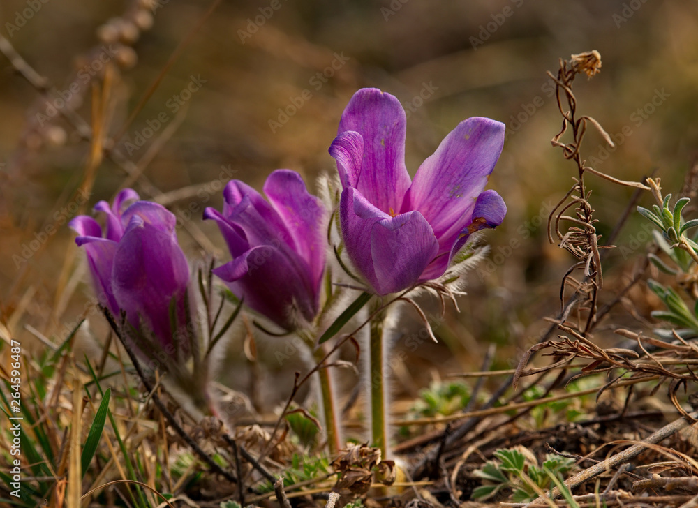 Fototapeta premium Russia. The South Of Western Siberia, spring flowers of the Altai mountains. Prostrel (Sleep-grass).