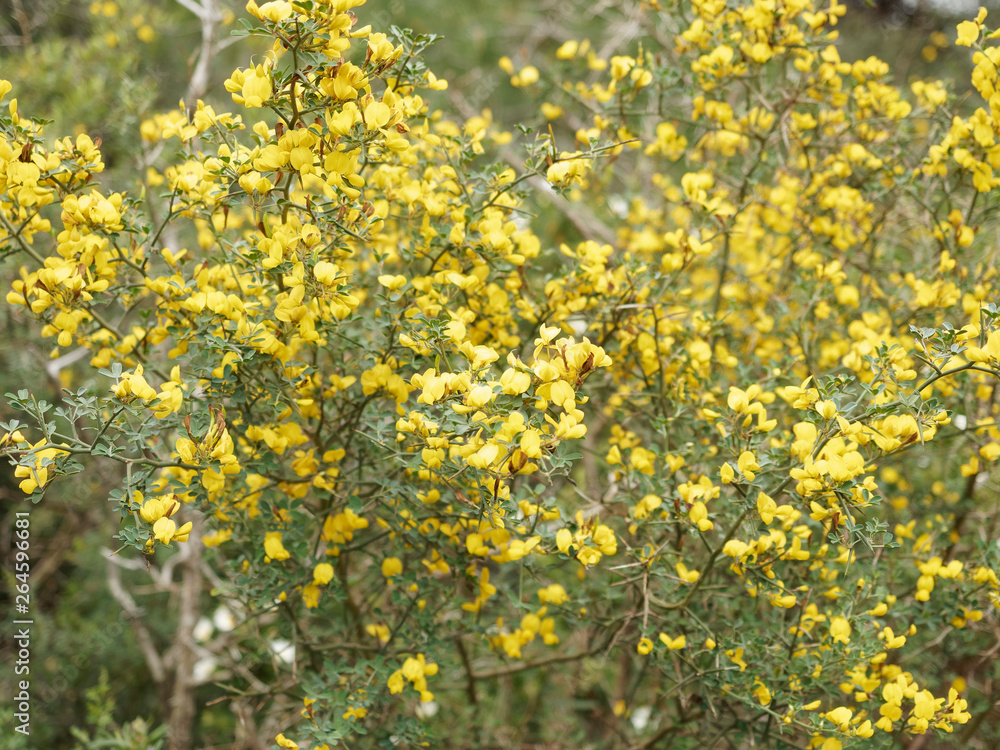 Ulex parviflorus - Ajonc de Provence ou ajonc à petites fleurs, arbrisseau de garrigue et maquis aux touffes garnies de fleurs jaune doré Ulex parviflorus - Ajonc de Provence ou ajonc à petites fleurs, arbrisseau de garrigue et maquis aux touffes garnies de fleurs jaune doré
