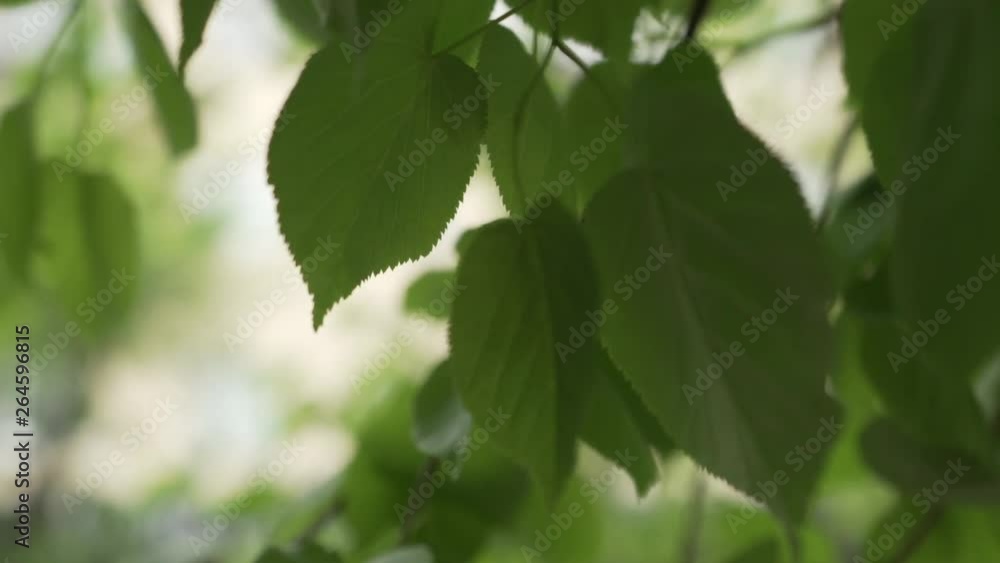 young green leaves sway in the wind. tree branches closeup young green leaves sway in the wind. tree branches closeup