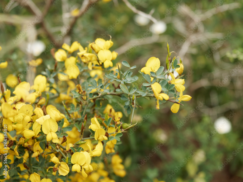 Arbrisseau Aux Fleurs Jaunes à La Fin De L Hiver Ulex parviflorus - Ajonc de Provence, arbrisseau de garrigue aux tiges