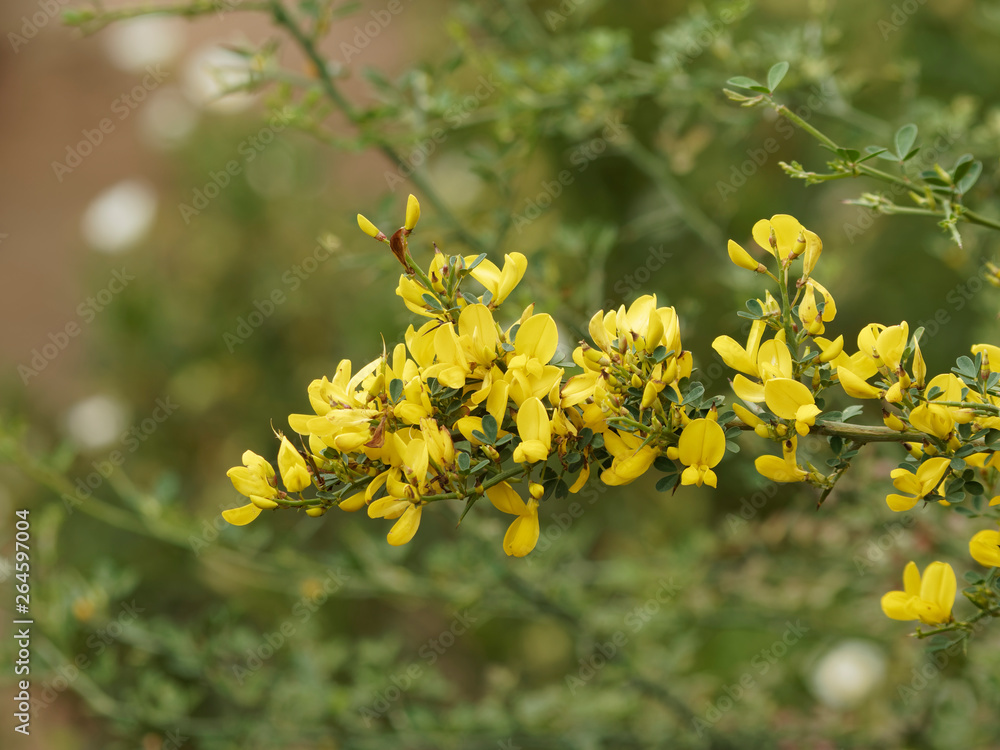Arbrisseau Aux Fleurs Jaunes à La Fin De L Hiver Ulex parviflorus - Ajonc de Provence, arbrisseau de garrigue aux tiges