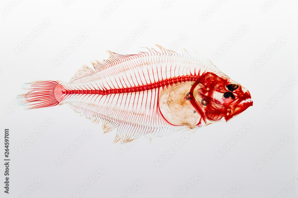透明骨格標本 カレイ Stock Photo Adobe Stock 透明骨格標本 カレイ Stock Photo Adobe Stock