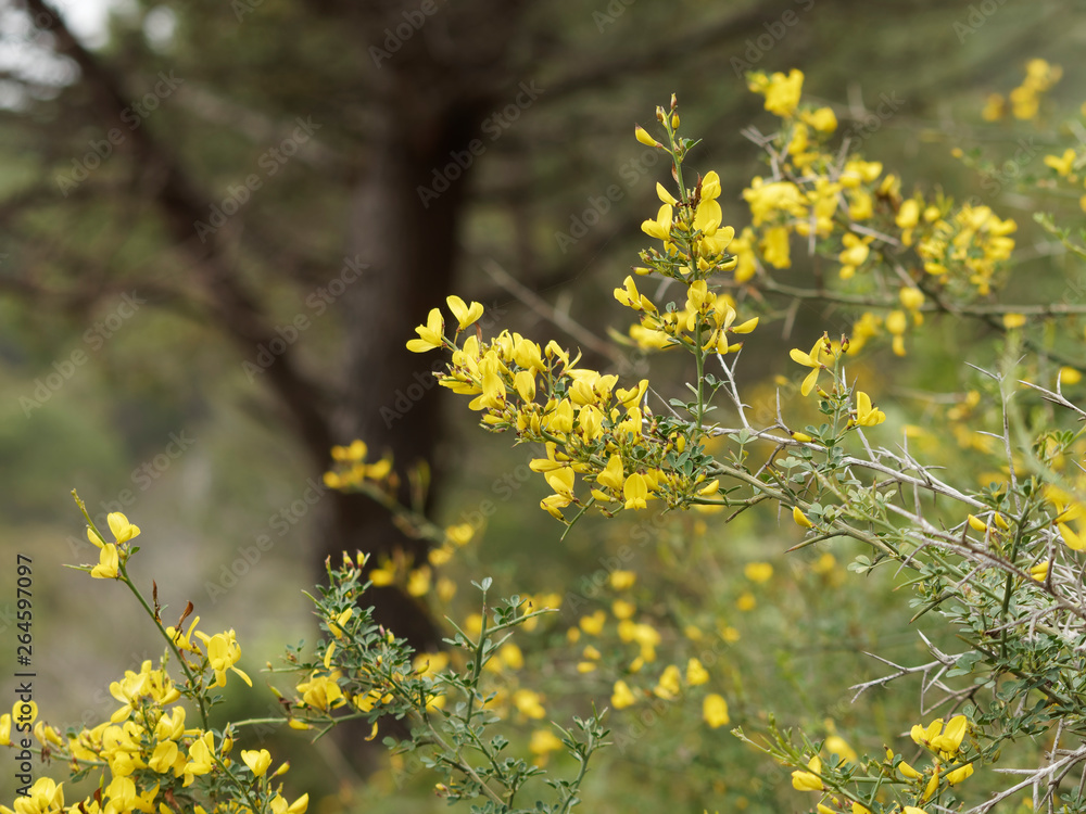 Arbrisseau Aux Fleurs Jaunes à La Fin De L Hiver Ulex parviflorus - Ajonc de Provence, arbrisseau de garrigue aux tiges
