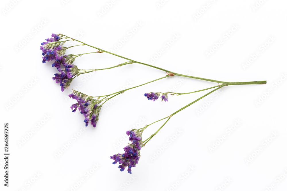 Dried flowers on white background. Flat lay, top view.