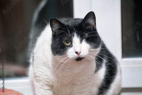 Affectionate big one-eyed cat is disabled photo