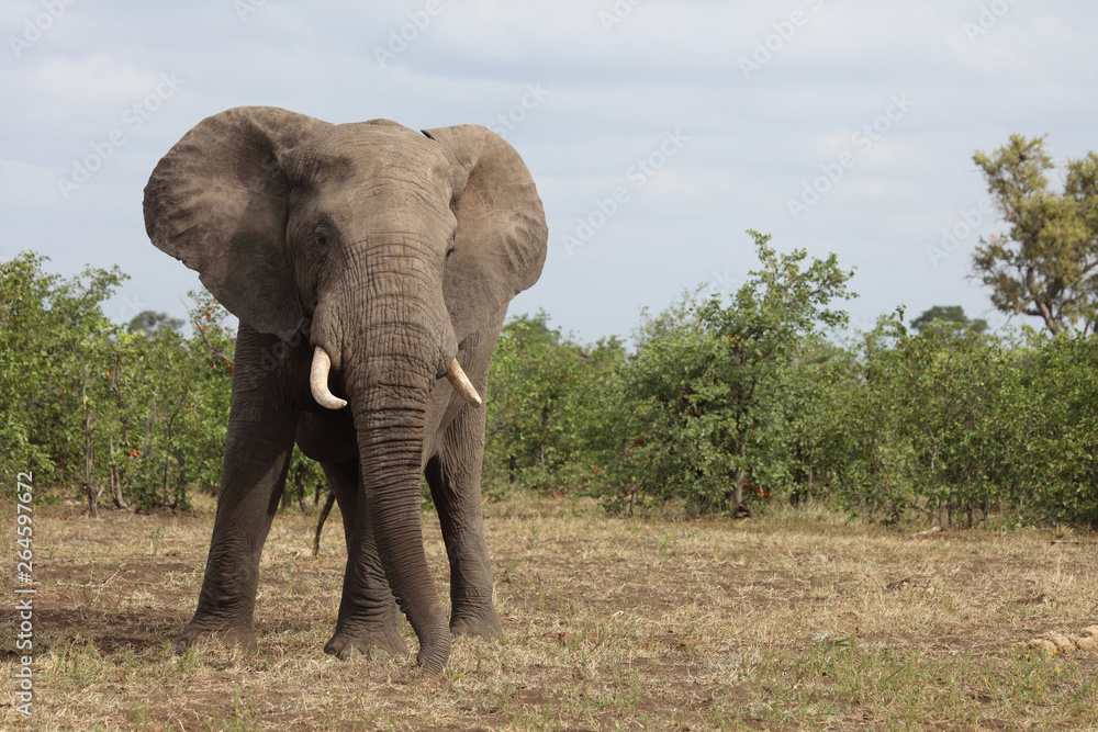 Fototapeta premium Słoń afrykański / słoń afrykański / Loxodonta africana