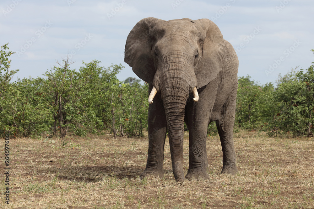Obraz premium Słoń afrykański / słoń afrykański / Loxodonta africana