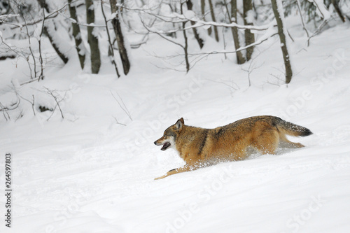 Grey Wolf  Canis lupus  Europe
