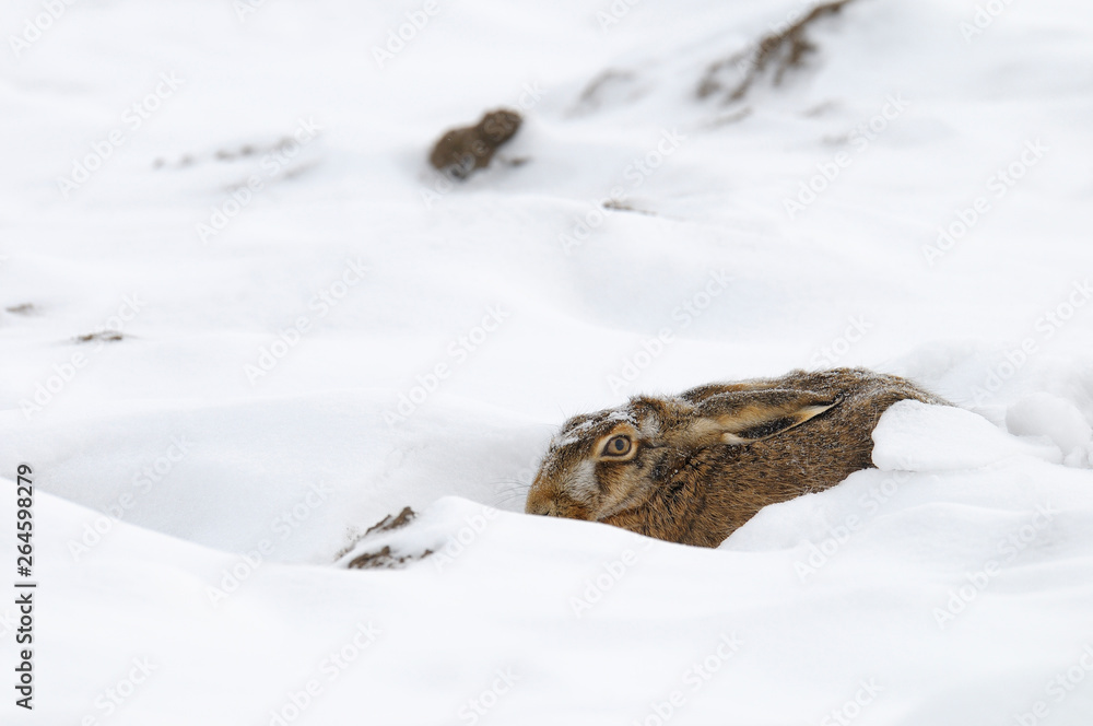 European brown hare (Lepus europaeus), Germany, Europe