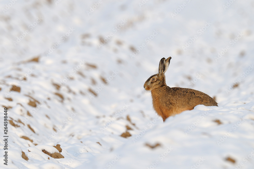 European brown hare in winter, Germany, Europe European brown hare in winter, Germany, Europe