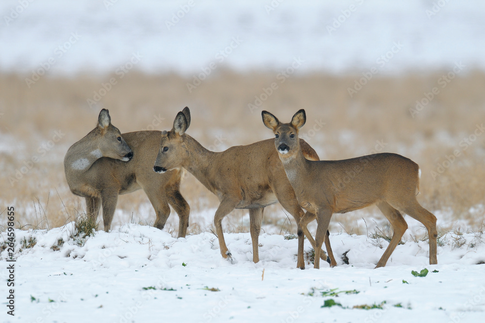 Western roe deers in wintertime, Germany, Europe Western roe deers in wintertime, Germany, Europe
