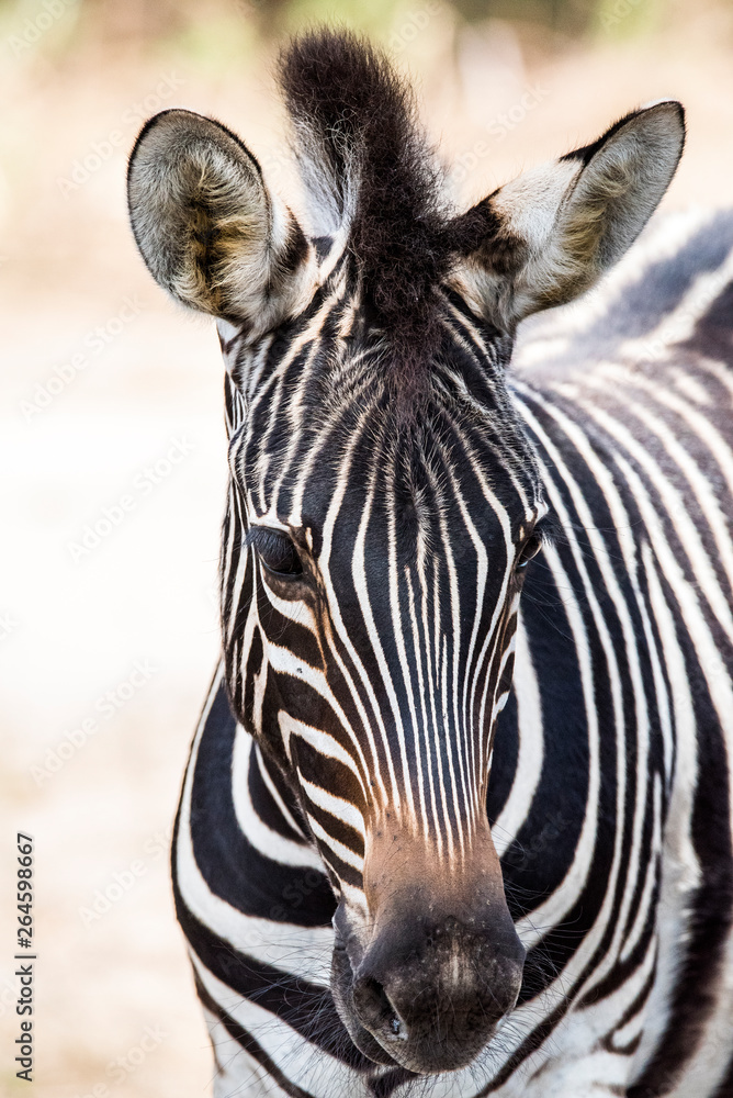 Naklejka premium black and white wild zebra in africa
