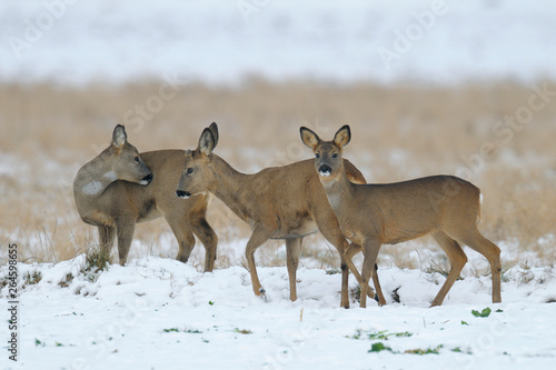 Western roe deers in wintertime, Germany, Europe