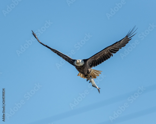 bald eagle in flight