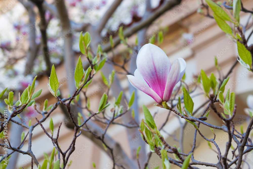 Obraz premium magnolia flower on tree branch