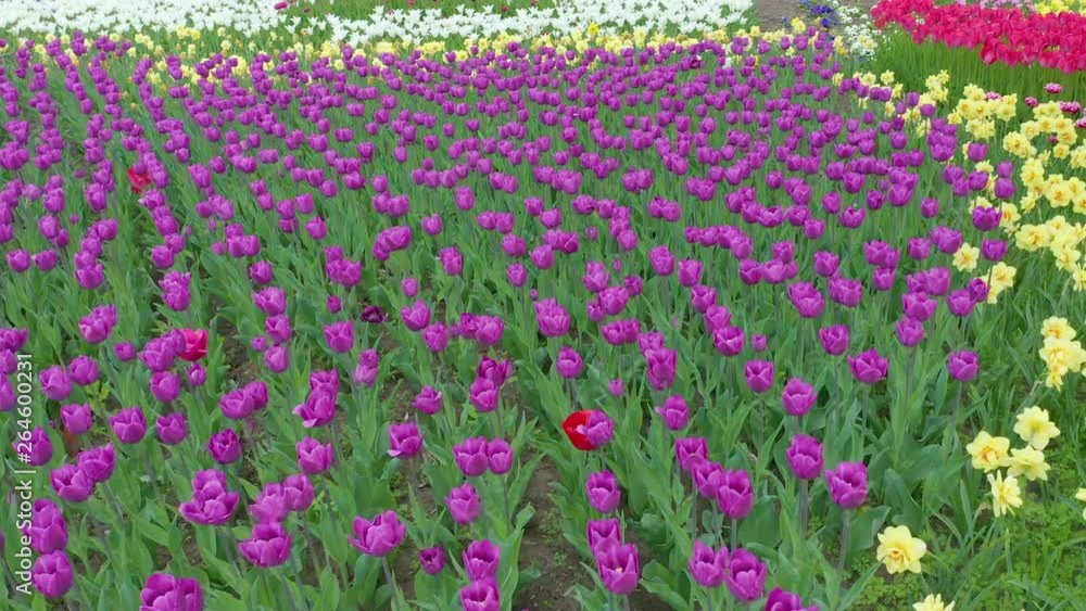 Fields tulips in Keukenhof area near Amsterdam, Netherlands Fields tulips in Keukenhof area near Amsterdam, Netherlands