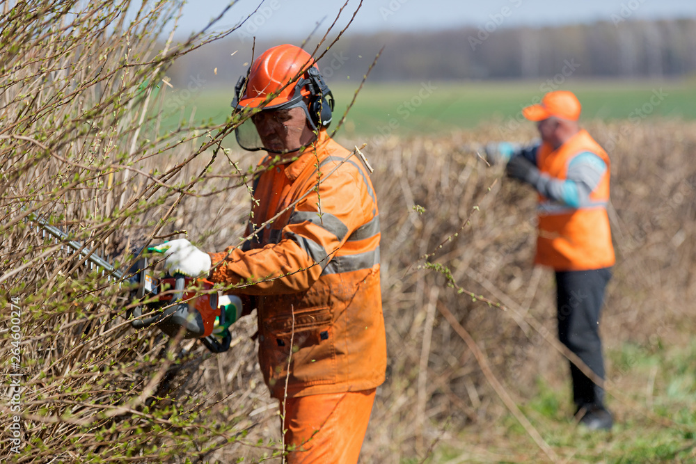 Φωτογραφία Hedge trimming service
