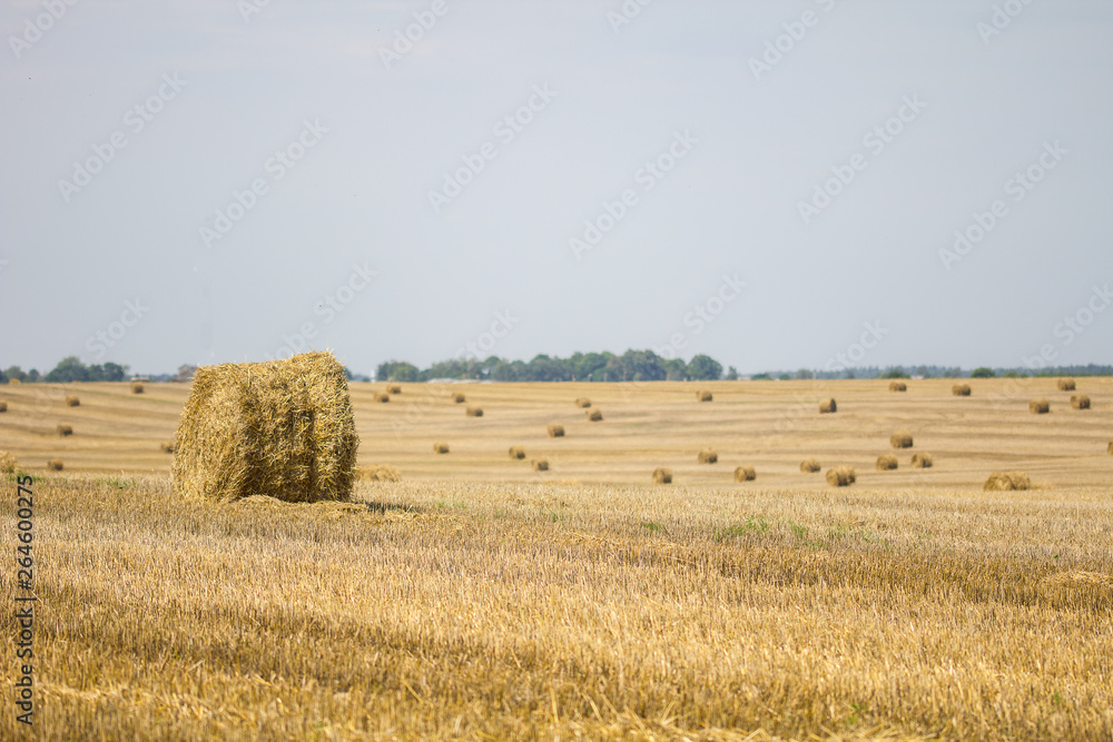 Fototapeta premium haystacks on the field