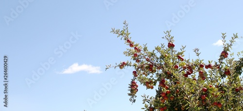 Slika na platnu Apple Tree at Carter Mountain Orchard