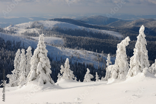 Snowy spruce trees, National Park Bavarian Forest, Bavaria, Germany