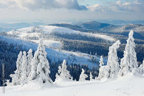 Wallpaper Mural Snowy spruce trees, National Park Bavarian Forest, Bavaria, Germany Torontodigital.ca