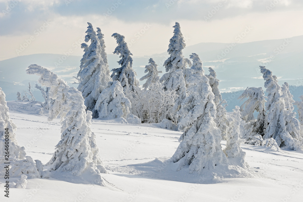 Fototapeta premium Snowy spruce trees, National Park Bavarian Forest, Bavaria, Germany