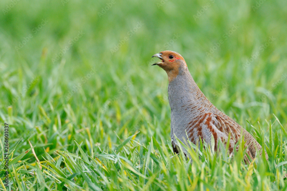Grey Partridge (Perdix perdix), Germany, Europe Grey Partridge (Perdix perdix), Germany, Europe