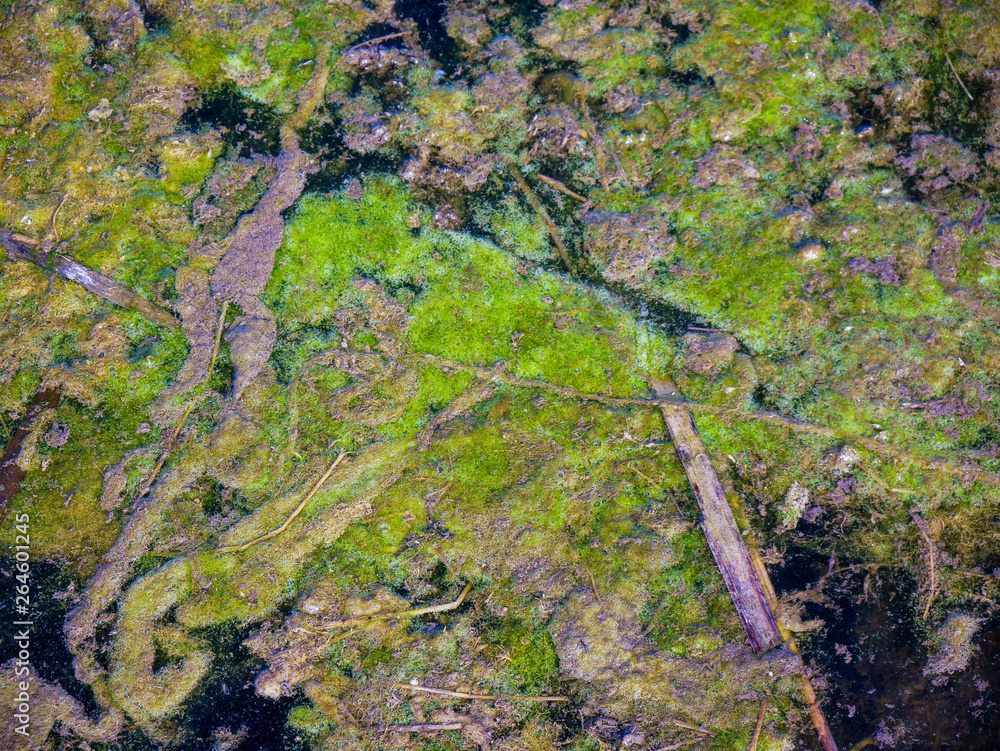 Natural background, green moss , algae in a small pond at springtime.