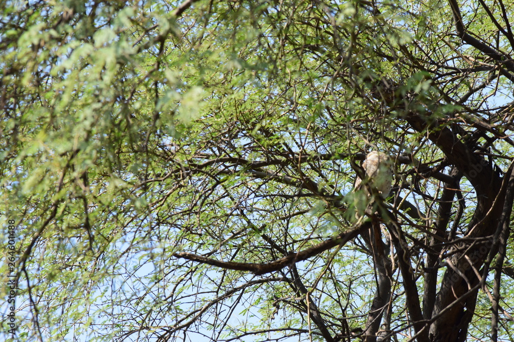 Fototapeta premium tree in spring