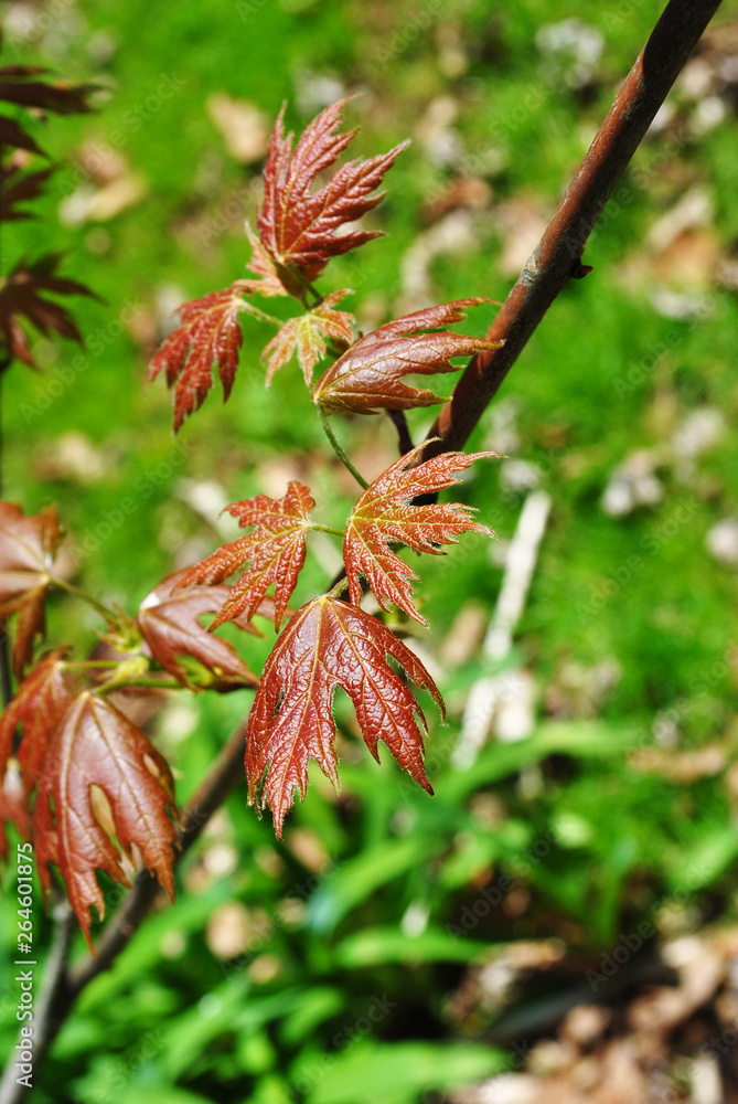 Close-Up of Spring Maple Leaves Growing From a Tree Branck Close-Up of Spring Maple Leaves Growing From a Tree Branck